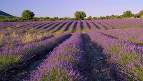 Provence, Lavender field at sunset, Valensole Plateau Provence France blooming lavender fields. Europe, blooming lavender fields in the Provence France near Valensole - Powered by Shutterstock - Get 15% off with code: PIKWIZARD15