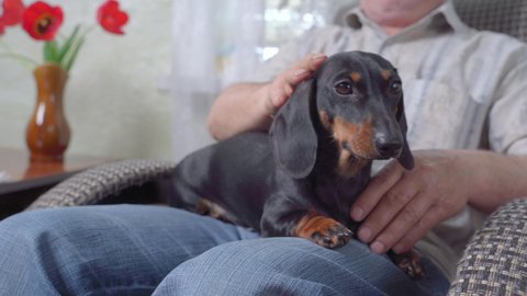Man is sitting on a rocking chair holding a small puppy in his arms and resting after a hard day. Funny charming dachshund puppy is sitting in the arms of the owner, resting in a rocking chair in a