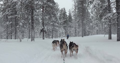 Dog sled ride through snowy pine forests of Northern Finland, first person POV view