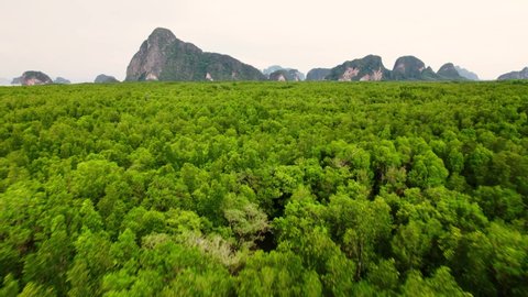 Fly over dense wetland forest, mountain islands in background. Phang Nga, Thailand