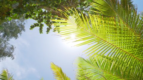 Coconut palm trees bottom view sun shining through branches sunny. Gimbal camera shot tilt up blue sky walking movement United States. Camera Looking up coconut trees POV Passing under sunlight. 4k