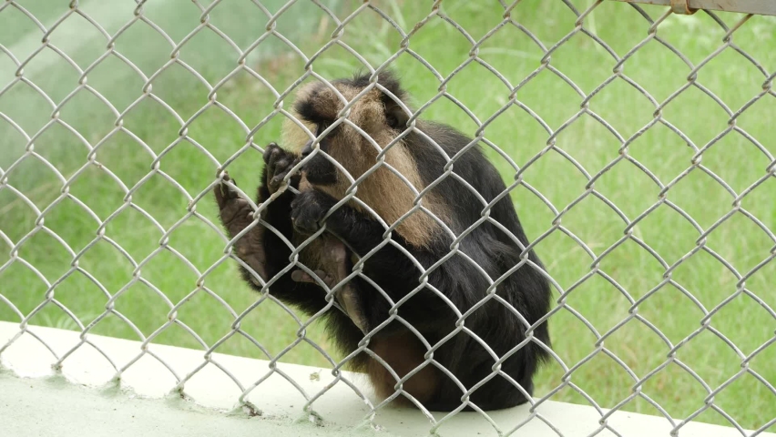Footage of black baboon behind the fence