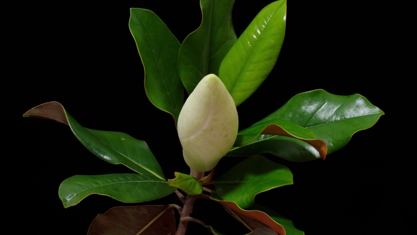 Time lapse of blooming flower of Magnolia grandiflora, the Southern magnolia or bull bay, big white flower from bud to full blossom, 4k footage studio shot. Royalty-Free Stock Footage #1090624685
