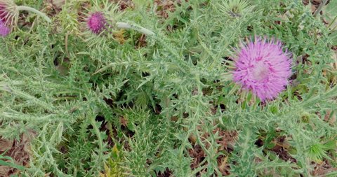 Close-up of purple thistle flowers on field in the Murgia countryside between Apulia and Basilicata