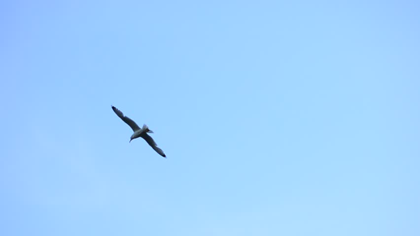 Tern flies high on background of beautiful sky, cirrus and cumulus clouds and tops of trees at sunset in summer 