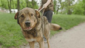 A dog is being led through outdoor by a man. social video about helping animals. People come to the shelter to walk abandoned animals as a result of the Russian-Ukrainian war