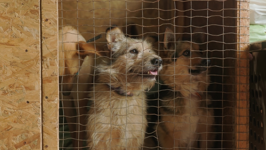Unwanted and homeless dogs barking in animal shelter. Asylum for dog. Stray dogs in a cage. Poor and hungry street dogs and urban free-ranging dogs. Feral dog in prison. Abandoned animals caged as a r | Shutterstock HD Video #1090629249