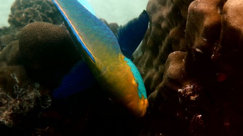 Underwater video of blue Queen parrotfish swimming among coral reef. Large and adult male Scarus vetula fish on Koh Tao island, Gulf of Thailand. Snorkeling or diving. enjoy underwater wildlife.