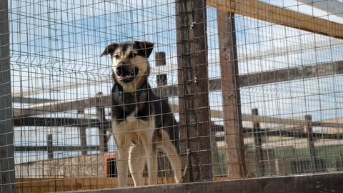 Kennel northern sled Alaskan huskies in summer. Concept lonely homeless abandoned animals in shelter waiting adoption. Black and red mutt puppy stands behind cage of aviary smiling and waving tail.