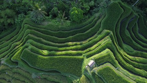 Drone shots during golden hour of a rice terrace in Ubud, Bali, Indonesia.