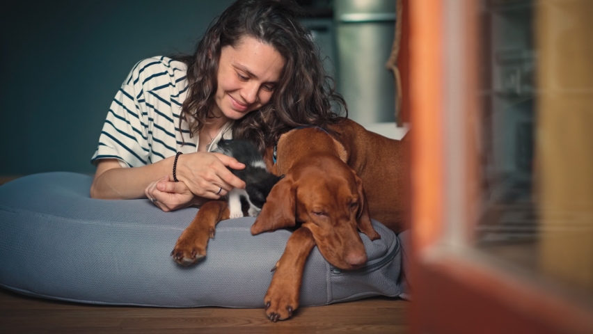A cheerful young woman is playing with a tiny kitten while lying on a big pillow next to a big dog in the living room. Royalty-Free Stock Footage #1090632795