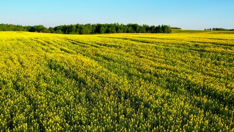Rapeseed Field with Yellow Flowers. Yellow background Field with Rapeseed. Agricultural field With Flowering Blooming Oilseed Field. Rural Landscape in Spring Season.  Blossom Canola Yellow Flower. 