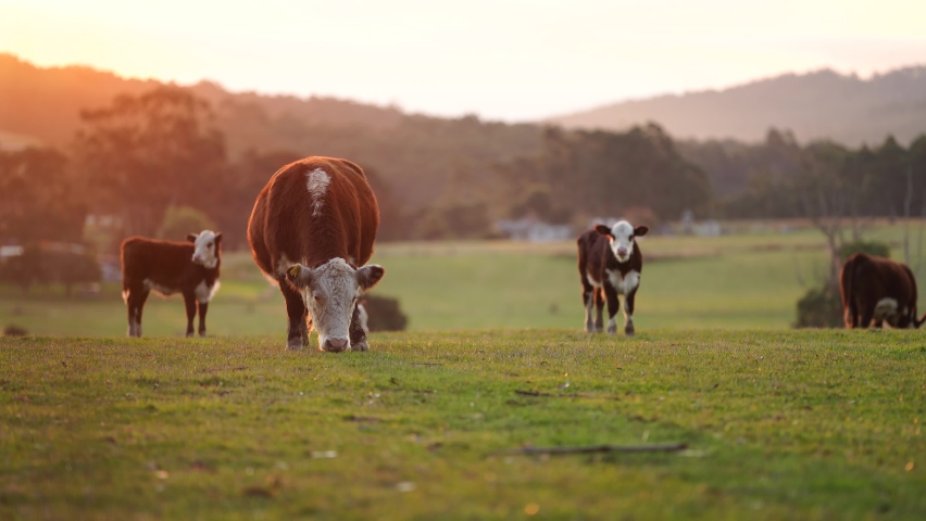 Close up of Stud Beef bulls and cows grazing on grass in a field, in Australia. eating hay and silage. breeds include speckle park, murray grey, angus, brangus and wagyu and hereford. Royalty-Free Stock Footage #1090634441