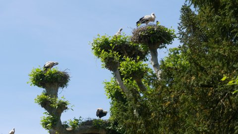 Large flock of storks in tree nests France, Alsace