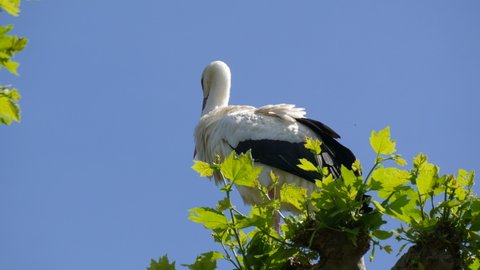 White stork in a nest in nature France, Alsace. Close up view