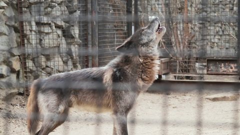 Howling gray wolf in captivity in a zoo