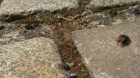 A black carrion beetle runs slowly over cobblestones.