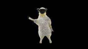 Sheep Dancing, Animal, 3d rendering, Animation Loop, cartoon, included in the end of the clip with Luma matte.