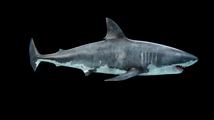 Close-up of a great white shark swimming underwater side view
seamless loop animation.
 Megalodon is the Most predator shark in the ocean. Realistic 3d animation 4K Royalty-Free Stock Footage #1090641427