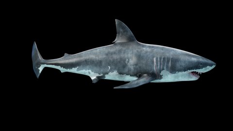 Close-up of a great white shark swimming underwater side view
seamless loop animation.
 Megalodon is the Most predator shark in the ocean. Realistic 3d animation 4K