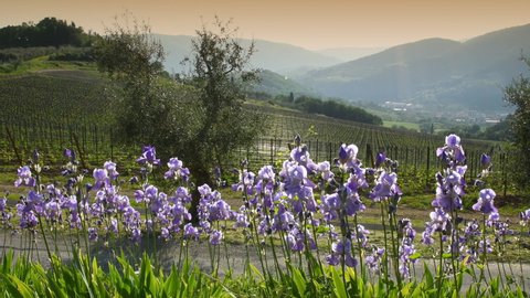 Nipozzano, May 2022: Blooming Irises swaying in the wind in the Chianti region of Tuscany at sunset near the medieval village of Nipozzano, with olive trees and grapevines in the background. Italy.