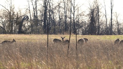 White-tailed deer herd grazing on farmland in spring