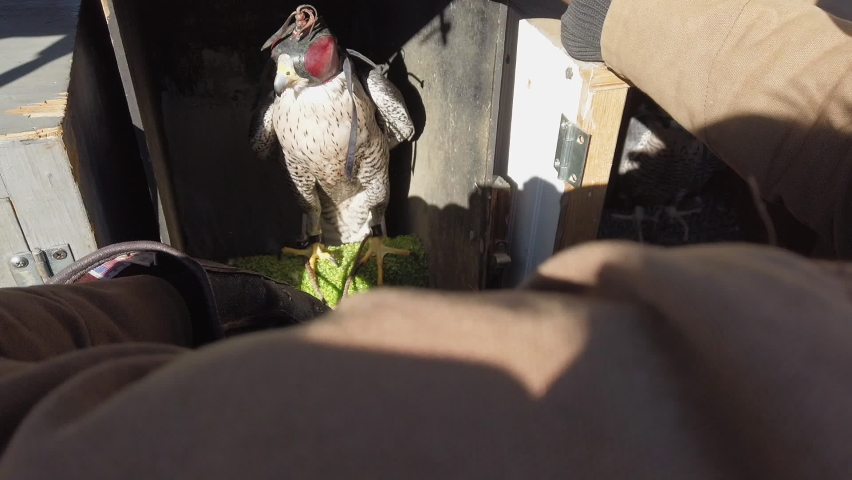Trainer Putting Falcon In The Back Of A Car After Falconry Training.