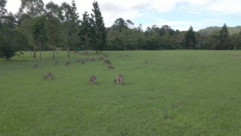 Troop Of Eastern Grey Kangaroos Feeding On Green Pasture In Currumbin, QLD, Australia. wide