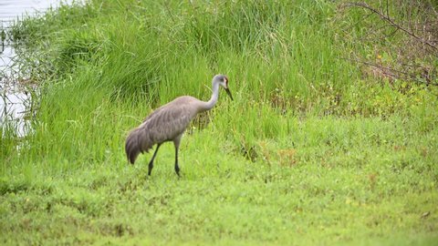 Sandhill Crane (Antigone canadensis) couple foraging and drinking water in wetlands, Florida, USA