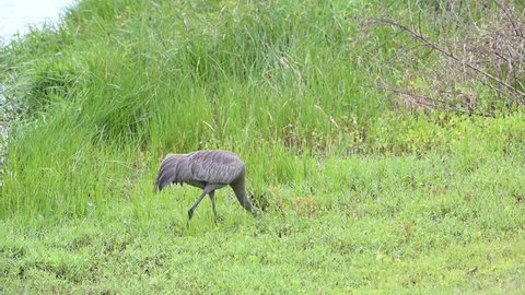 Sandhill Crane (Antigone canadensis) foraging and drinking water in wetlands, Florida, USA