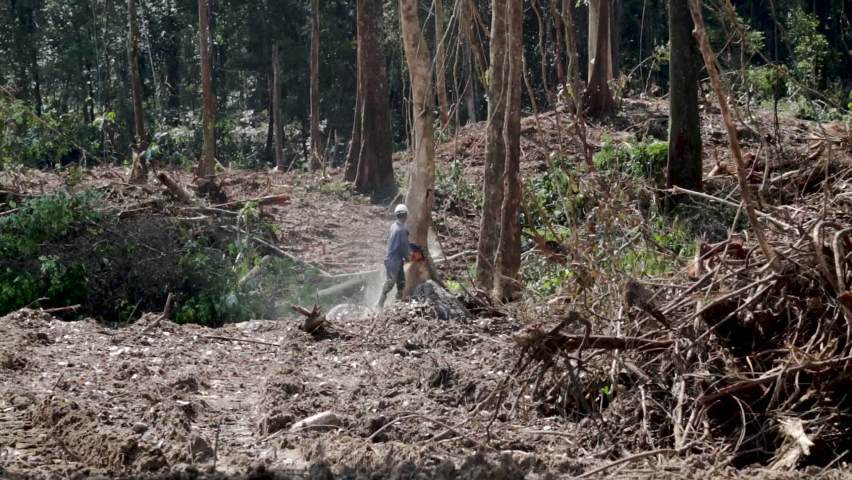 A man cuts down a large tree with a chainsaw in a tropical forest. Rainforest destruction Royalty-Free Stock Footage #1090642811