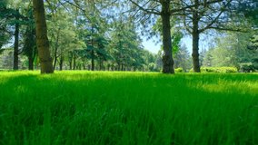 4k Video. Green public park at spring time. Green public park and grassy field at spring time.