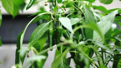 Checking hot green peppers ripeness on plant, selective focus close up