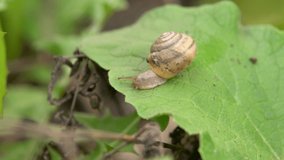 A lone snail, crawling on a green leaf of grass shaking in the wind, macro shot 4k