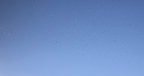a large flock of birds flying in the blue sky, a flock of birds flying in the sky in the summer of the year in sunny clear weather