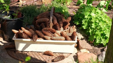 Box of Dried Pine Cones Collected for Decorations and Bonfire Kindling