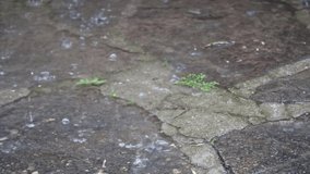 rainwater drops falling on a cobblestone with plants forming a puddle of water during a spring storm - close up effect with a feeling of melancholy and sadness - Powered by Shutterstock - Get 15% off with code: PIKWIZARD15