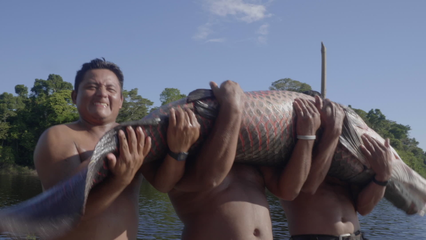 A group of men fishing Paiche (Arapaima Gigas)in the Yarina lagoon situated in the Pacaya Samiria reserve. An adult male can reach up to 3 m in length and 250 kg in weight.Despensa Amazonica. Peru. Royalty-Free Stock Footage #1090655099