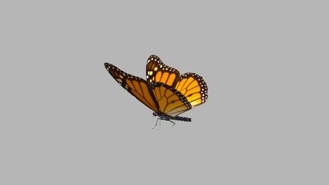 Colorful Monarch Butterfly Flying On Gray Screen Matte Background 4k Animation Stock Footage. 3D Butterfly Stock Videos.