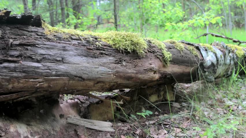 old fallen tree in a forest. Video shot with slider