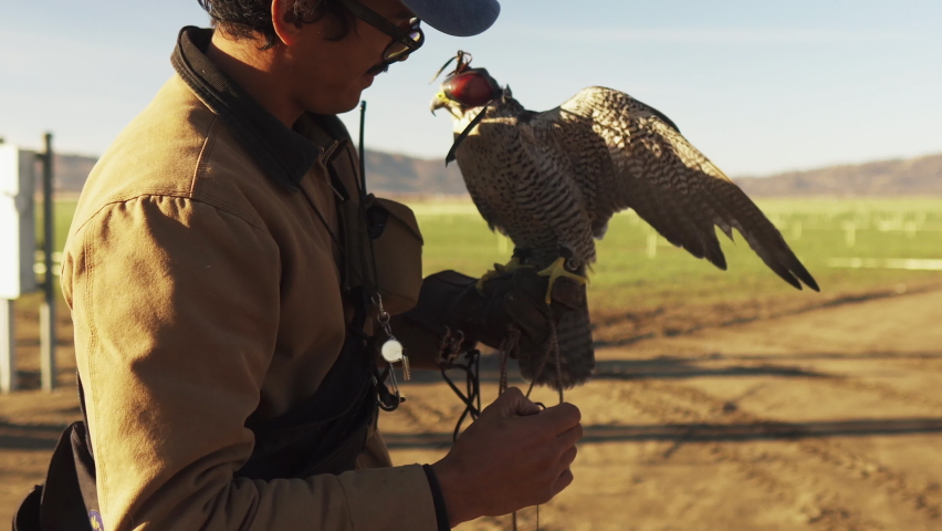 Close up shot of a man wearing a hat, thick frame glasses and a mustache, holding a hooded falcon that flaps its wings as he ties jesses to the bird, standing near farm fields with mountains