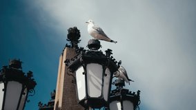 Slow motion seagull on top of a lamppost