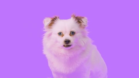 Fluffy White Dog Blue Eyes On Stock Footage Video (100% Royalty-free ...