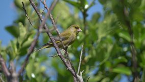 Greenfinch (Chloris chloris) portrait image of an Eurasian bird perched on a tree branch which is a common small garden songbird found in the UK and Europe, video footage clip