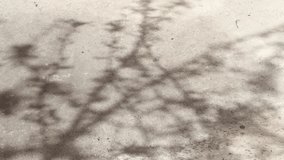 Beautiful abstract background with the shadow of moving trees and leaves on a concrete surface.