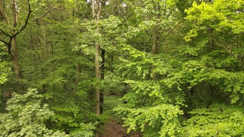 Aerial view of trees in a forest in Kaiserslautern