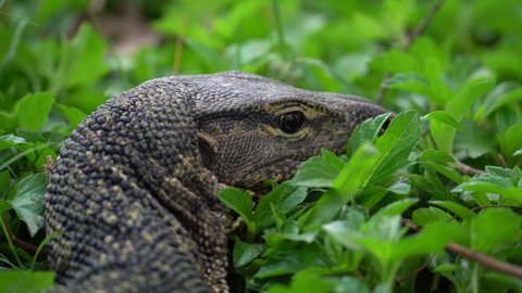 Attack of the Dragon, a Monitor Lizard in the Grass - Close Up