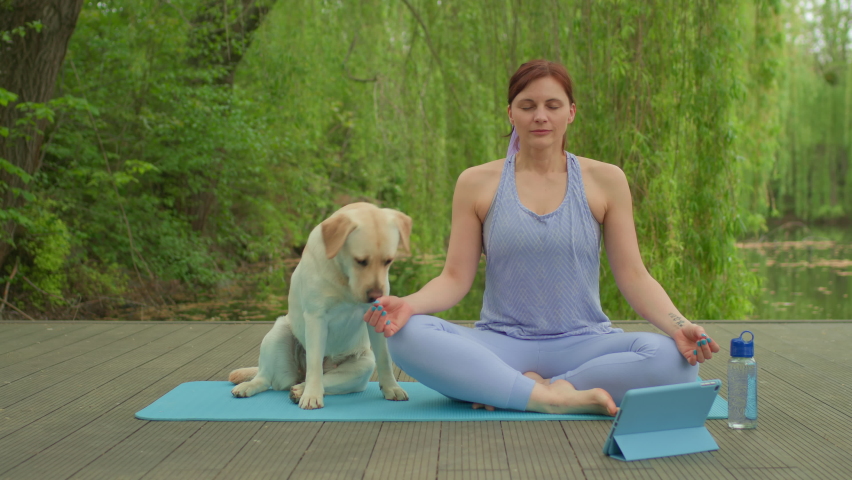 Dog Labrador Retriever interrupts woman's meditation practice outdoors. Yoga exercises with pet. Royalty-Free Stock Footage #1090669807