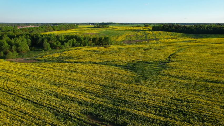 Rapeseed Field with Yellow Flowers. Yellow background Field with Rapeseed. Agricultural field With Flowering Blooming Oilseed Field. Rural Landscape in Spring Season.  Blossom Canola Yellow Flower. 