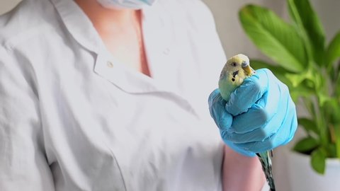 A veterinarian in a white coat holds a small budgie in his hands. Soft focus. Veterinary medicine. Treatment and observation of birds and pets. FullHD